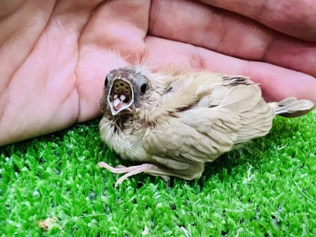 錦花鳥（キンカチョウ）