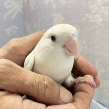 うちゅくしい白色ボディが映えてる‎ぅ〜🤭🤍コザクラインコ(バイオレットブルーイノ) 2023年4月生まれ