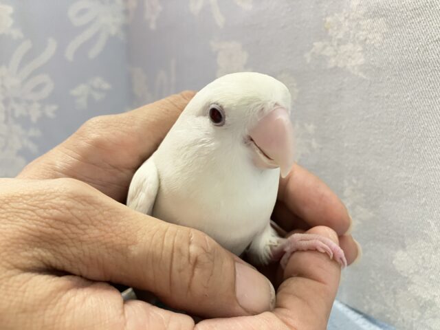 うちゅくしい白色ボディが映えてる‎ぅ〜🤭🤍コザクラインコ(バイオレットブルーイノ) 2023年4月生まれ