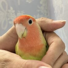 ✨️最新画像✨️スイカ系コザクラ現る？！爽快ジューシ〜！🎐🍉 コザクラインコ(シナモン)2023年10月生まれ