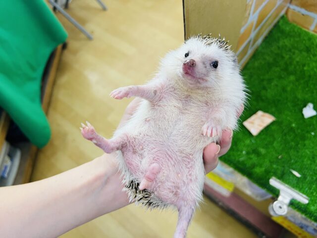 うねうねぇ〜♪ちくちくレディのハリネズミ♡