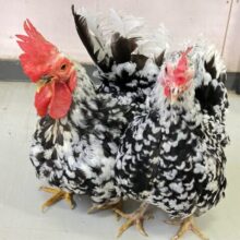 コッコッこんなにもっちもち🐔💕ゴイシチャボ(2023年5月生まれ)