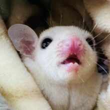 元気いっぱい！ぴょんぴょん飛ぶよ！リューシBOY!