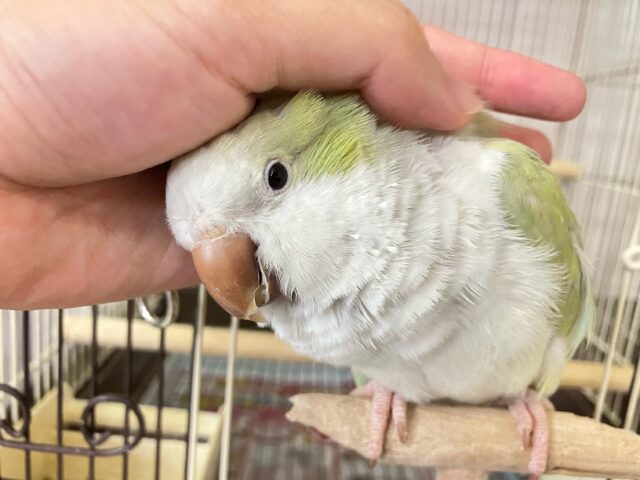 オキナインコ