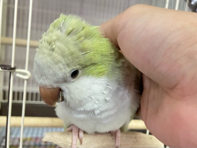 オキナインコ