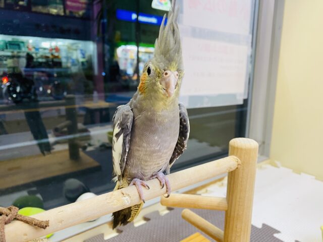 オカメインコ