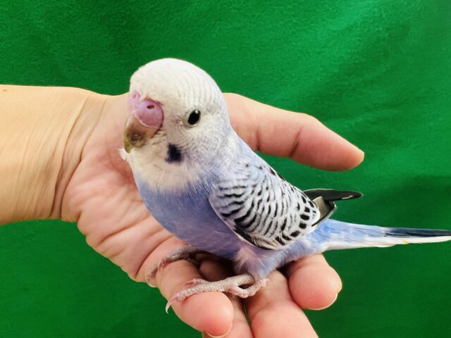 かまってちゃんﾀﾞﾖ♡ブルーオパーリンのセキセイインコ☆