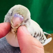 画像更新☆綺麗ですよ〜❤セキセイインコのヒナ(4色ハルクイン)入荷しました❤
