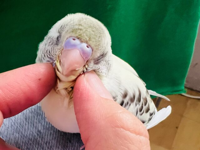 画像更新☆綺麗ですよ〜❤セキセイインコのヒナ(4色ハルクイン)入荷しました❤