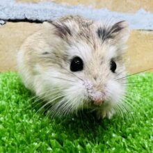 ひょっこり！瞬足の持ち主☆ロボロフスキーハムスターの男の子！