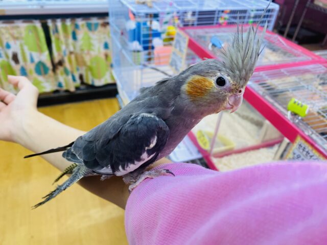 オカメインコ