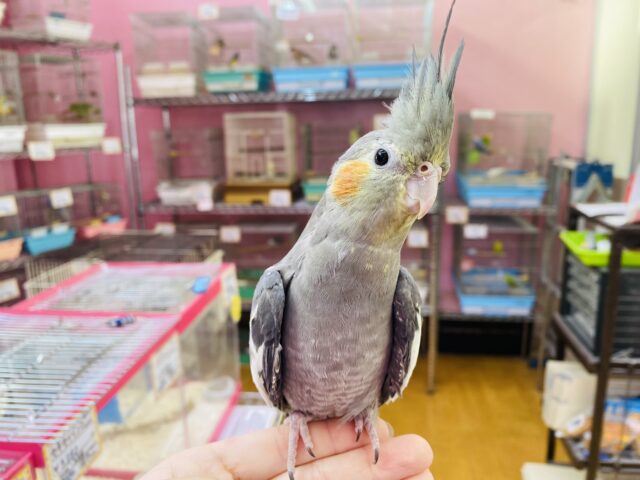 オカメインコ