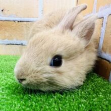 ぺたんこ♡優しいほうじ茶♪ネザーランドドワーフラビット☆