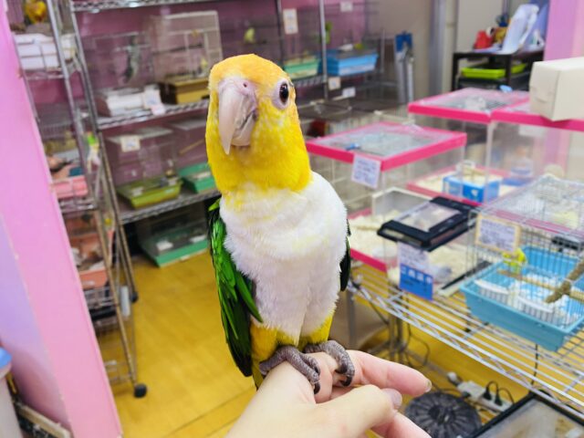 シロハラインコ