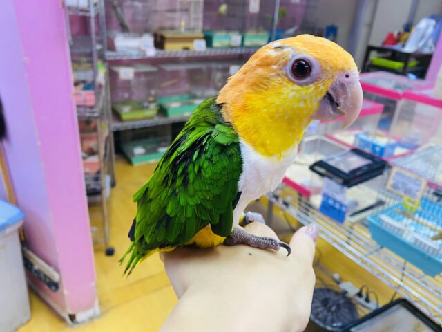 シロハラインコ