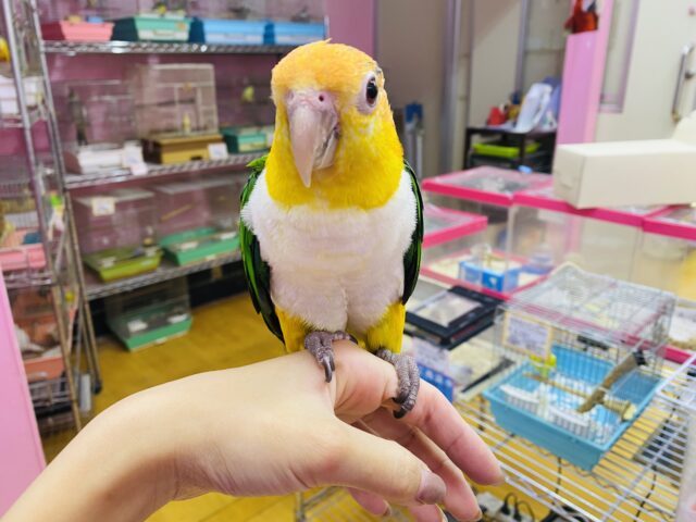 シロハラインコ