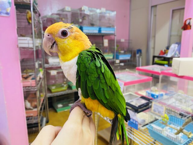 シロハラインコ