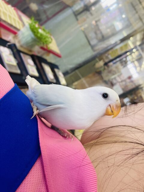 コザクラインコ（小桜インコ）