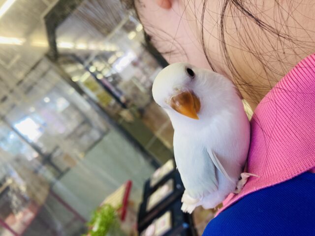 コザクラインコ（小桜インコ）