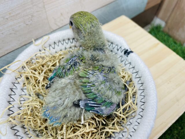 コザクラインコ（小桜インコ）