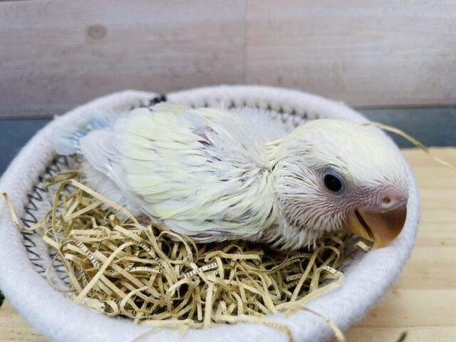 コザクラインコ（小桜インコ）