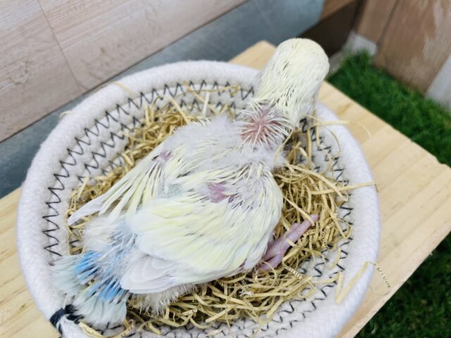 コザクラインコ（小桜インコ）