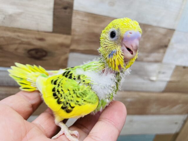 セキセイインコ