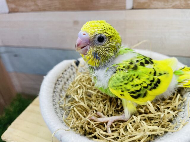 セキセイインコ