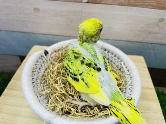 セキセイインコ