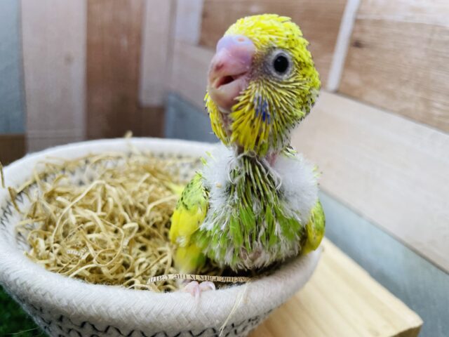 セキセイインコ