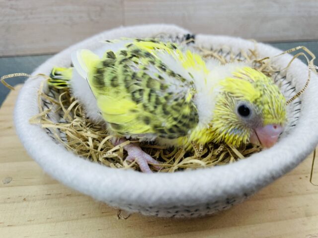 セキセイインコ