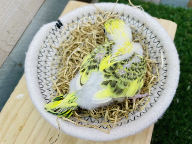 セキセイインコ