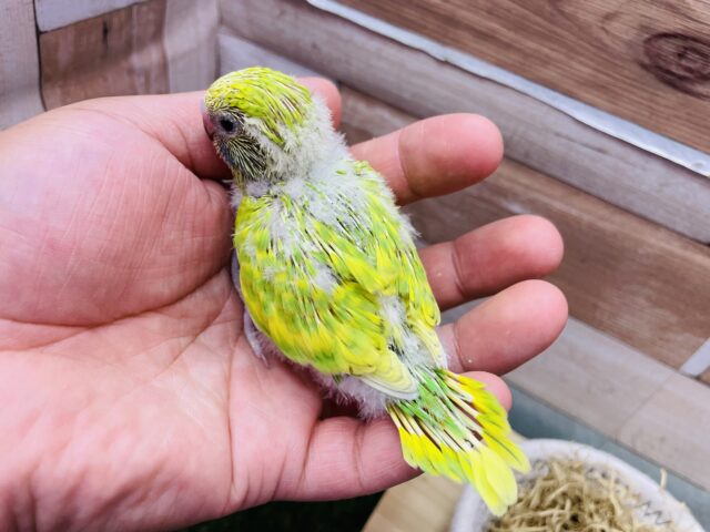 セキセイインコ