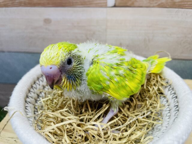 セキセイインコ