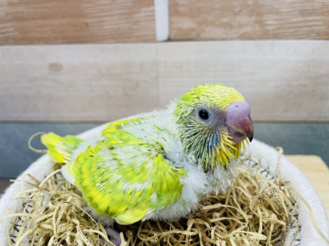 セキセイインコ