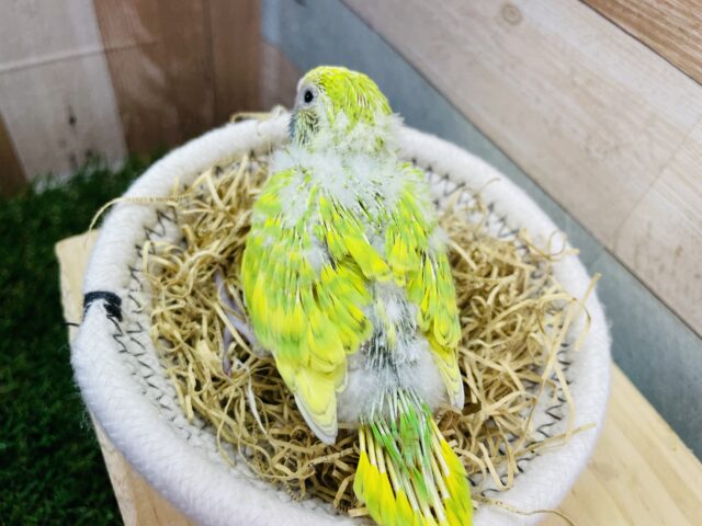 セキセイインコ