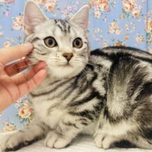 ほっぺたむにむに❤︎ ⁾⁾アメリカンショートヘア(シルバータビー)男のコ🌟♂