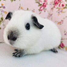 初入舎❢❢ 気品で溢れる美モルちゃん❤︎•͈ᴗ•͈ ロシアンスモークモルモットさん､女のコ🌟♀