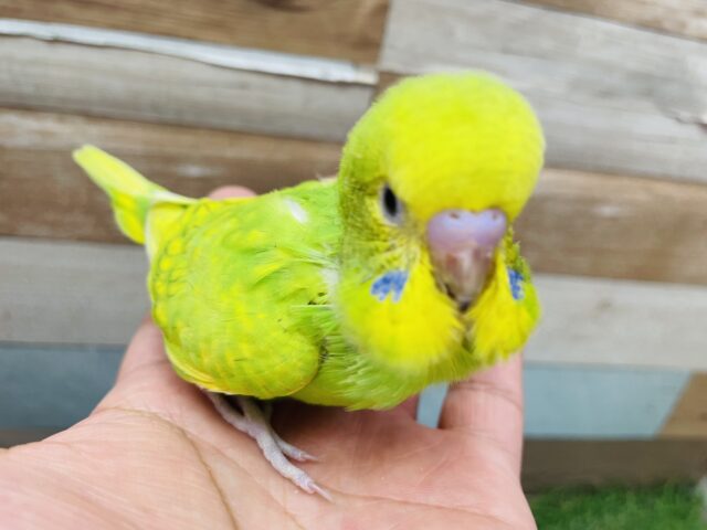 セキセイインコ