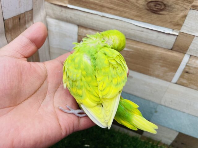 セキセイインコ