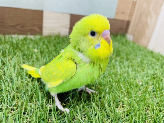 セキセイインコ