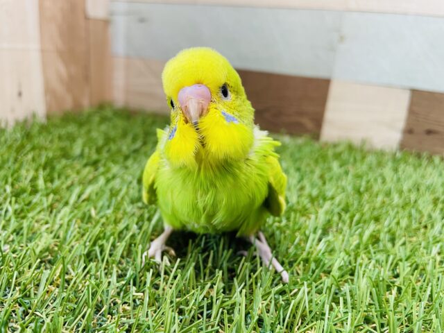 最新画像あります⭐️明るめグリーンが可愛すぎますっ😍セキセイインコのスパングル！！