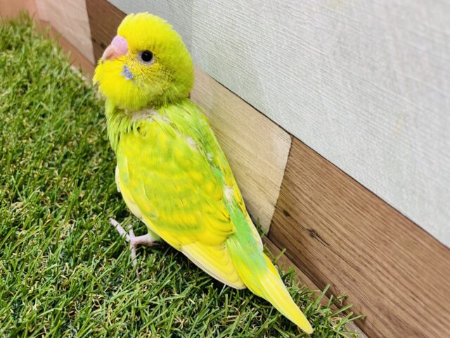 セキセイインコ