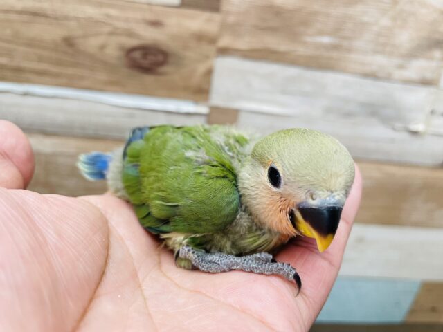 コザクラインコ（小桜インコ）