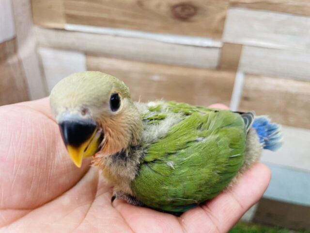 コザクラインコ（小桜インコ）