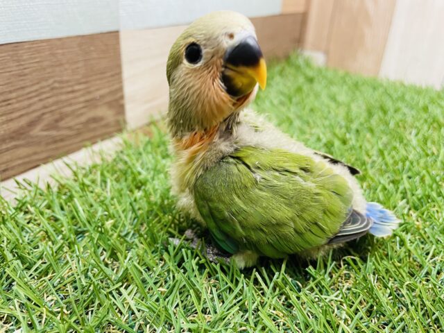 コザクラインコ（小桜インコ）