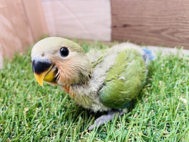 最新画像あります⭐️クリクリおめめの👀るんっフェイス😃コザクラインコのノーマル！！