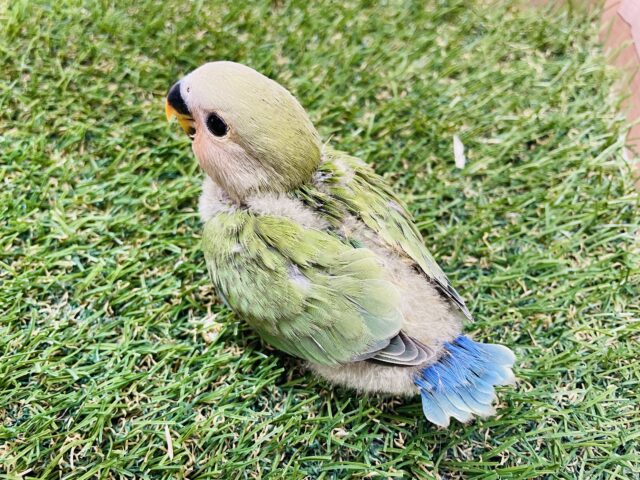 コザクラインコ（小桜インコ）