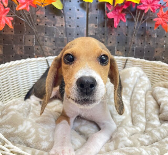 🐶最新画像🐾食いしん坊BOY🤎ビーグル(ブラックタン＆ホワイト)🤍男の子2024年5月18日生まれ