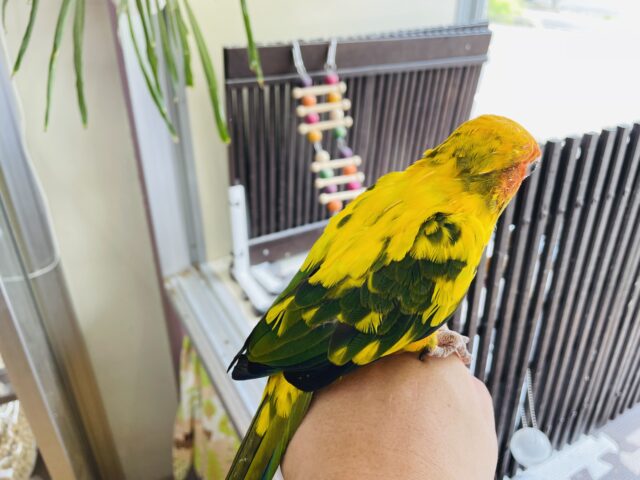 コガネメキシコインコ